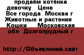 продаём котёнка девочку › Цена ­ 6 500 - Все города, Москва г. Животные и растения » Кошки   . Московская обл.,Долгопрудный г.